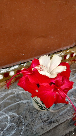 Hibiscus flowers, hibiscus, rose mallowの写真素材