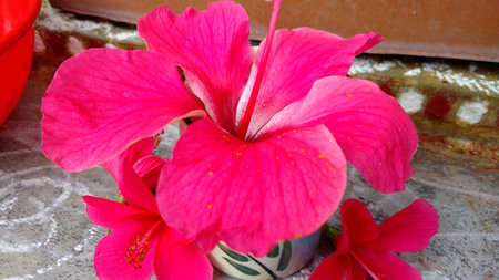 Hibiscus flowers, hibiscus, rose mallowの写真素材