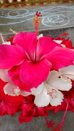 Hibiscus flowers, hibiscus, rose mallowの写真素材
