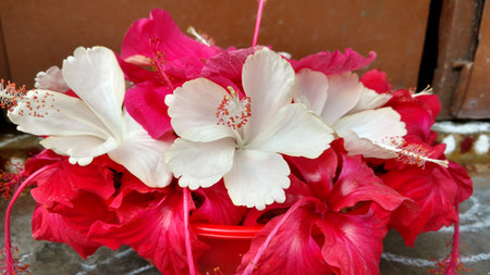 Hibiscus flowers, hibiscus, rose mallowの写真素材