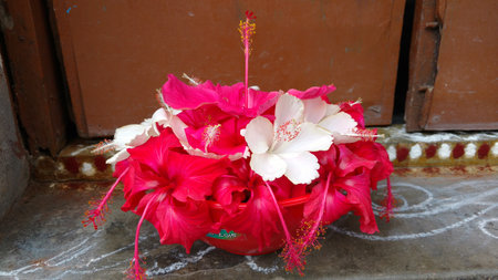 Hibiscus flowers, hibiscus, rose mallowの写真素材