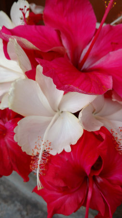 Hibiscus flowers, hibiscus, rose mallowの写真素材