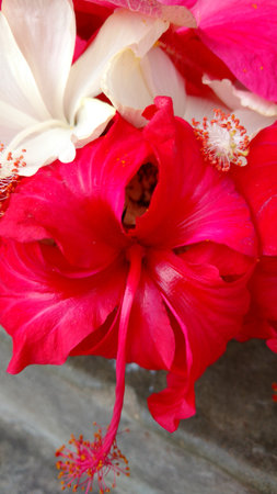Hibiscus flowers, hibiscus, rose mallowの写真素材