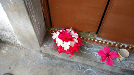 Hibiscus flowers, hibiscus, rose mallowの写真素材