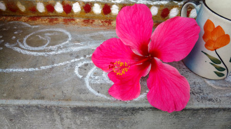 Hibiscus flowers, hibiscus, rose mallowの写真素材