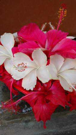 Hibiscus flowers, hibiscus, rose mallowの写真素材