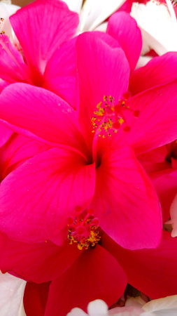 Hibiscus flowers, hibiscus, rose mallowの写真素材