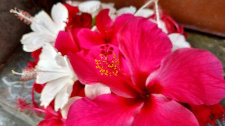 Hibiscus flowers, hibiscus, rose mallowの写真素材