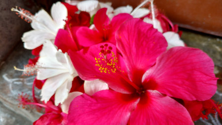 Hibiscus flowers, hibiscus, rose mallowの写真素材