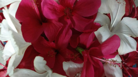 Hibiscus flowers, hibiscus, rose mallowの写真素材