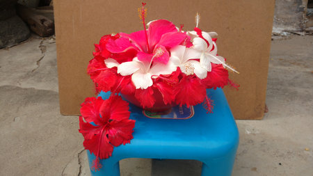 Hibiscus flowers, hibiscus, rose mallowの写真素材