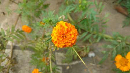 marigoldの写真素材