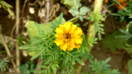 marigoldの写真素材