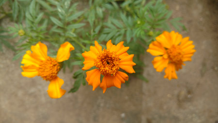 marigoldの写真素材