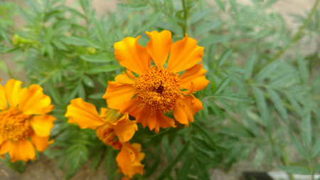 marigoldの写真素材