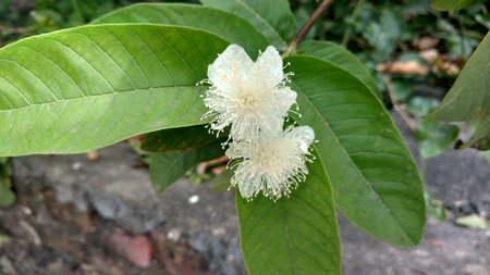guava flowers with leavesの写真素材