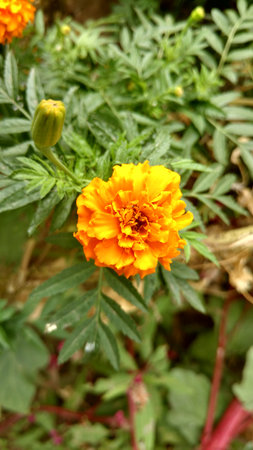 marigoldの写真素材