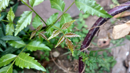 Azadirachta indica or neem leafの写真素材