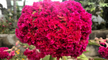 Cockscomb, Chinese Wool Flower, Celosia argenteaの写真素材