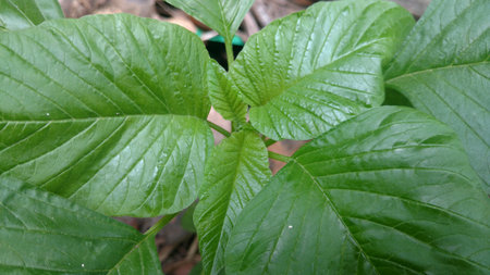 Indian amaranthus closeupの写真素材
