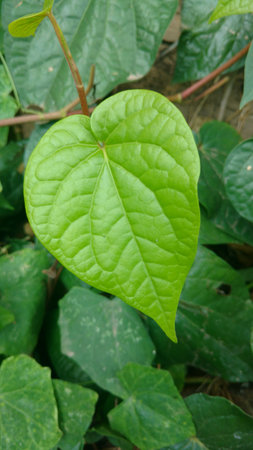 Bengal betel leaf or Piper Betelの写真素材