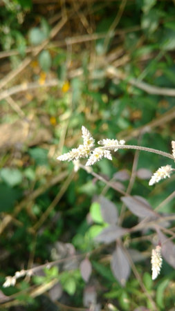 Croton flower backgroundの写真素材