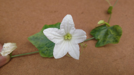Ivy gourd flowerの写真素材