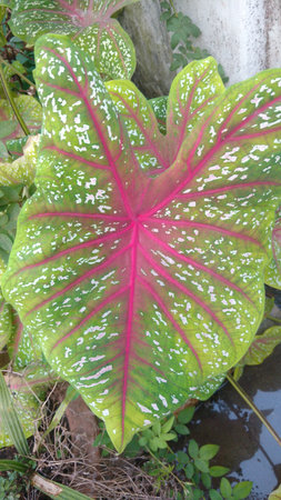 Croten, the elephant ear leaf.の写真素材