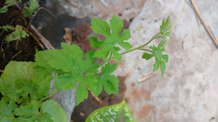 bitter gourd saplingの写真素材