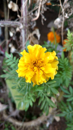 marigoldの写真素材
