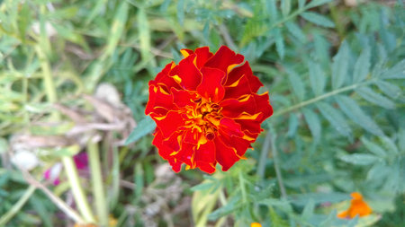 marigoldの写真素材