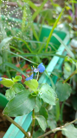 Benghal day flower or tropical spiderwort or wandering Jew or commenina benghalensisの写真素材