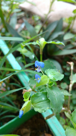 Benghal day flower or tropical spiderwort or wandering Jew or commenina benghalensisの写真素材