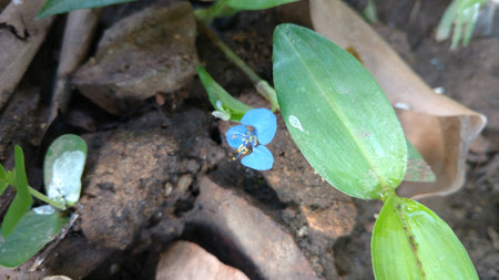 Benghal day flower or tropical spiderwort or wandering Jew or commenina benghalensisの写真素材