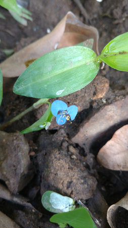 Benghal day flower or tropical spiderwort or wandering Jew or commenina benghalensisの写真素材