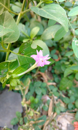 Four O'clock flower, Marvel of peru, Mirabilis Jalapa.の写真素材