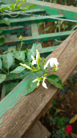 Jasminum auriculatum flowerの写真素材