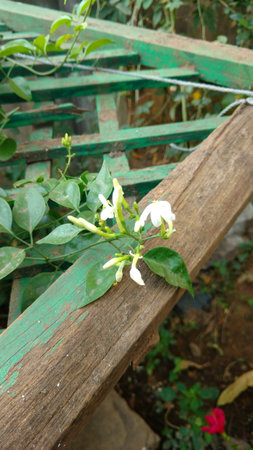 Jasminum auriculatum flowerの写真素材