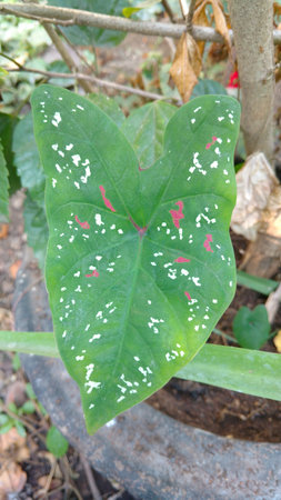 croten or elephant ear leafの写真素材