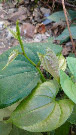 Dioscorea alataの写真素材