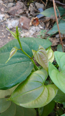 Dioscorea alataの写真素材