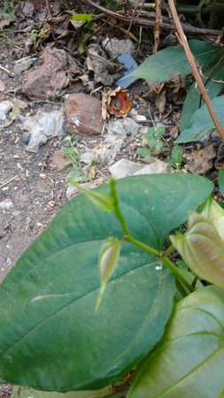 Dioscorea alataの写真素材