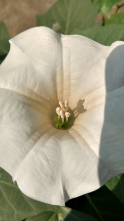 Datura stramonium (datura in a sunny day)の写真素材