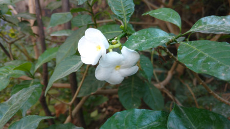 pin wheel flowerの写真素材