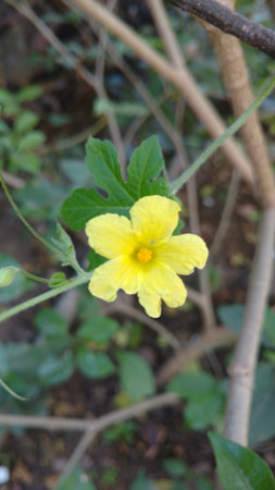 flower of Bitter melon also known as bitter gourdの写真素材