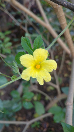 flower of Bitter melon also known as bitter gourdの写真素材
