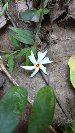 Nyctanthes arbor-tristis or parijat on groundの写真素材