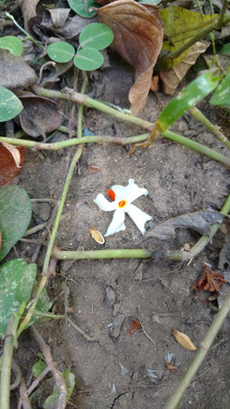 Nyctanthes arbor-tristis or parijat on groundの写真素材