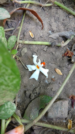 Nyctanthes arbor-tristis or parijat on groundの写真素材