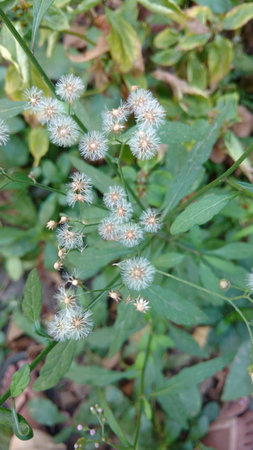 Cyanthillium cinereum flowers also known as little ironweed and hey flowerの写真素材